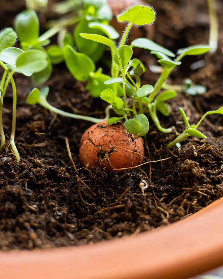 Blister 2 Stück Andere Themen