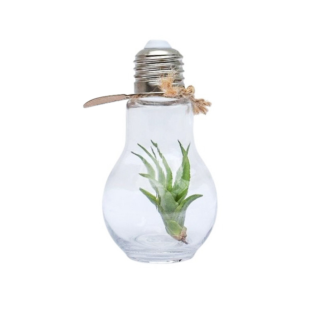 Airplant - Light bulb